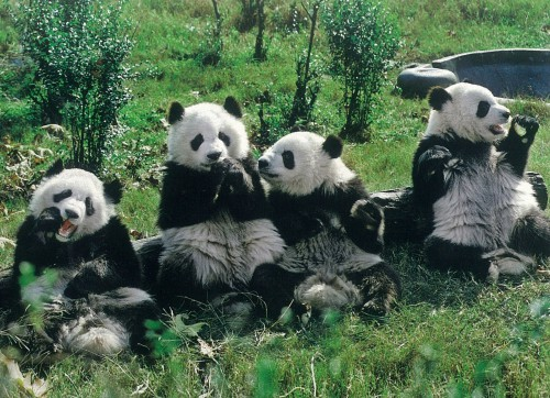 Большие панды из исследовательского центра в Чэнду