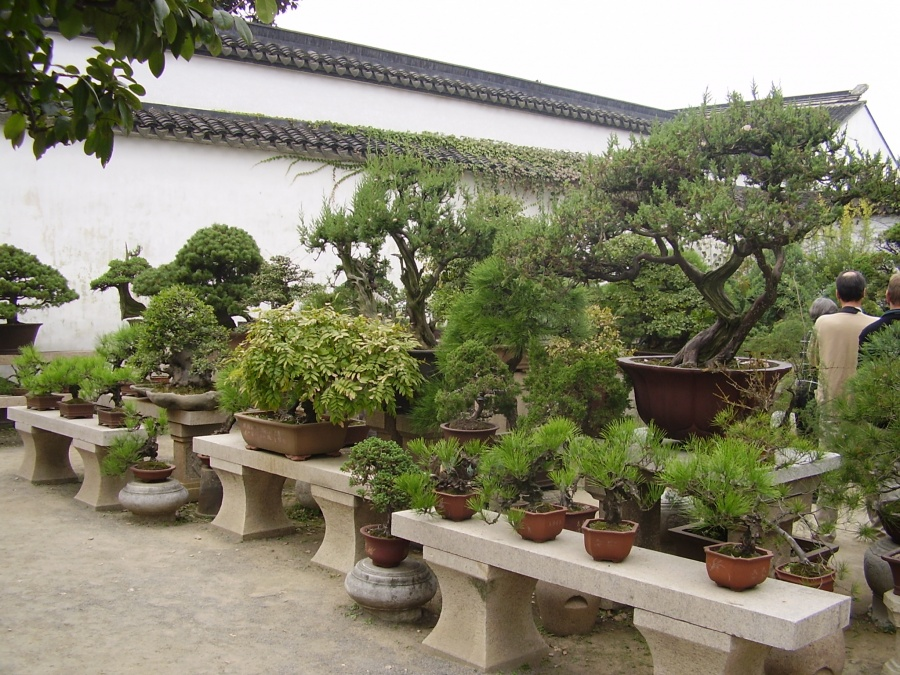 Бонсай в садах Сучжоу